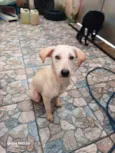 Cachorro raça SRD-ViraLata idade 7 a 11 meses nome Olaf