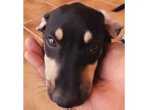 Cachorro ra a SRD-ViraLata idade 2 a 6 meses nome PÉRICLES