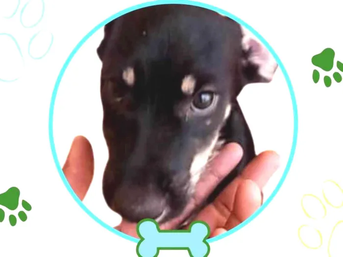 Cachorro ra a SRD-ViraLata idade 2 a 6 meses nome THIAGUINHO