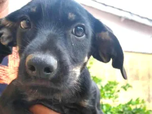 Cachorro raça SRD-ViraLata idade 2 a 6 meses nome OTO