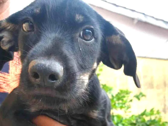 Cachorro ra a SRD-ViraLata idade 2 a 6 meses nome OTO