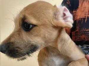 Cachorro raça SRD-ViraLata idade 2 a 6 meses nome NAYARA