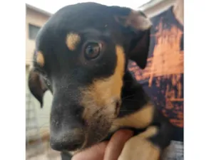 Cachorro raça SRD-ViraLata idade 2 a 6 meses nome PITOCO