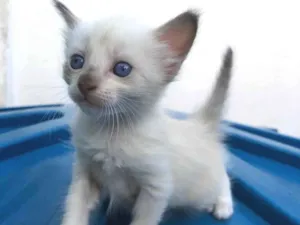 Gato raça Siamês idade 2 a 6 meses nome Dono a escolher 