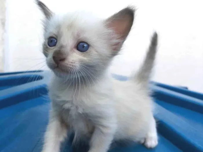 Gato ra a Siamês idade 2 a 6 meses nome Dono a escolher 