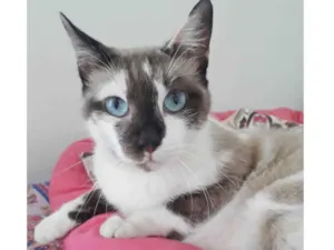 Gato raça SRD-ViraLata idade 1 ano nome PANDORA