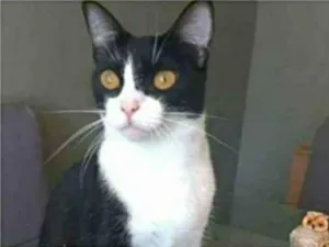 Gato raça srd frajolinha  idade 2 anos nome MARGÔ 