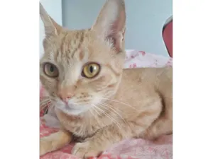 Gato raça SRD-ViraLata idade 7 a 11 meses nome NAILA