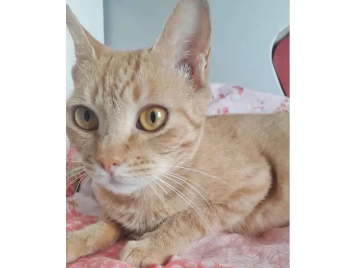 Gato raça SRD-ViraLata idade 7 a 11 meses nome NAILA