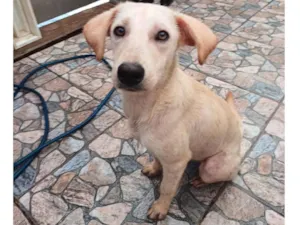 Cachorro raça SRD-ViraLata idade 7 a 11 meses nome Olaf