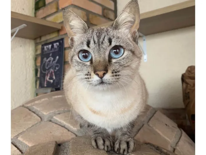 Gato raça SRD idade 2 anos nome Cristal