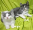 Anya e Zuri