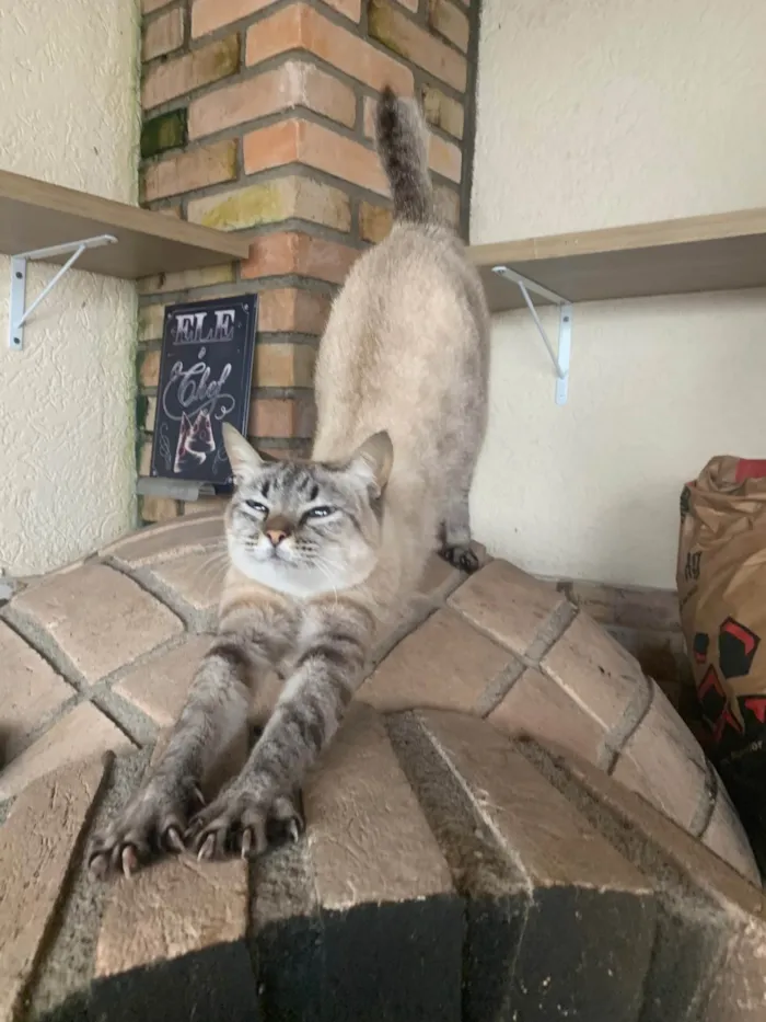 Gato raça SRD idade 2 anos nome Cristal