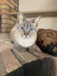 Gato raça SRD idade 2 anos nome Cristal