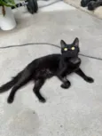 Bexiguinha
