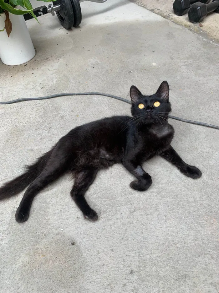 Gato ra a sem raça definida idade 7 a 11 meses nome Bexiguinha
