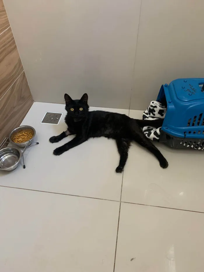 Gato ra a sem raça definida idade 7 a 11 meses nome Bexiguinha