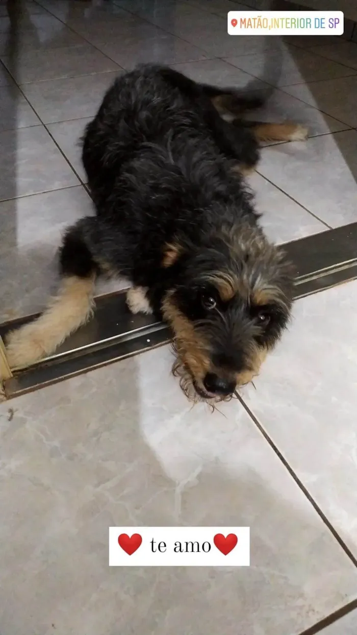 Cachorro ra a SRD-ViraLata idade 2 anos nome Lilo