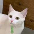 Nino 