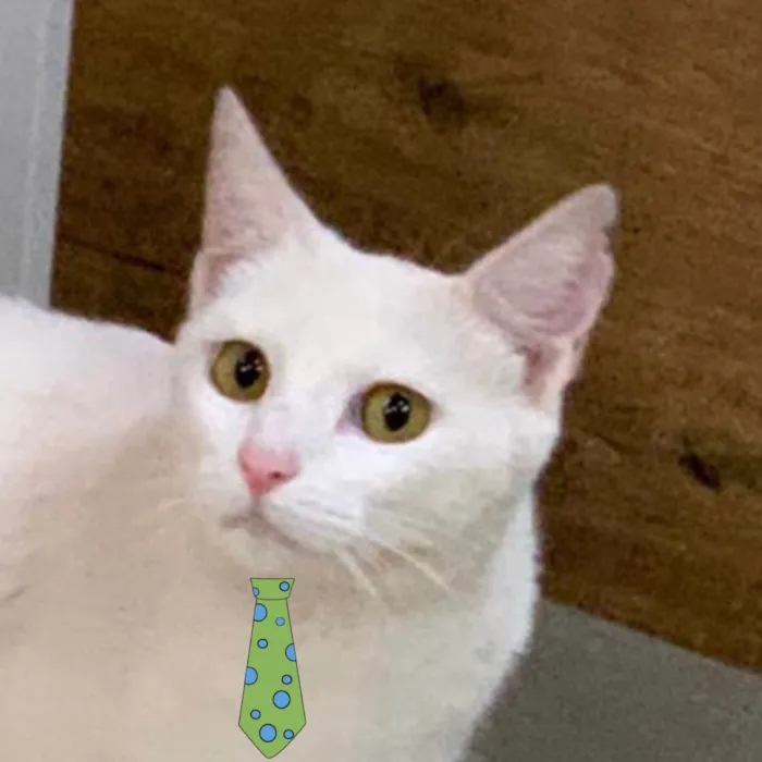 Gato ra a Mestico  idade 2 a 6 meses nome Nino 