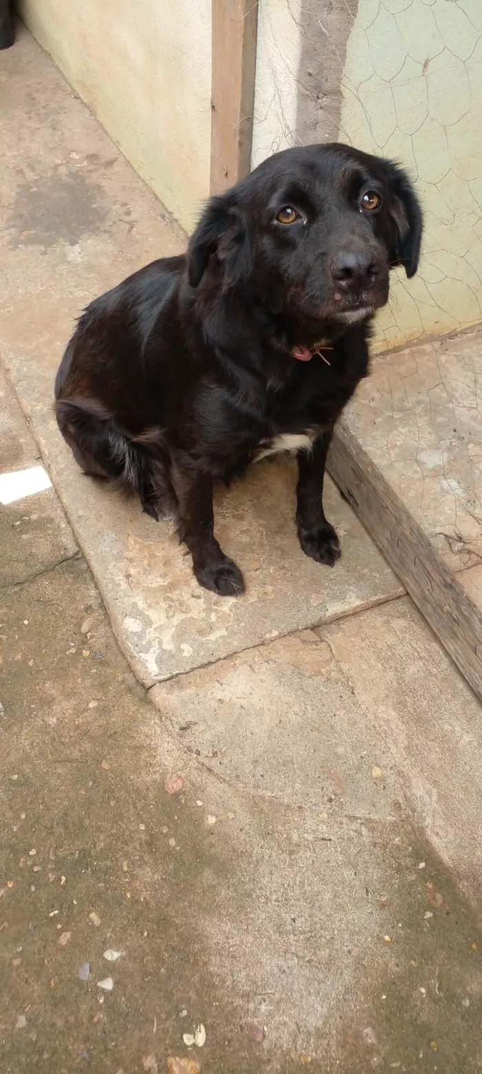 Cachorro raça SRD-ViraLata idade 4 anos nome Rubi