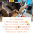 Penélope 