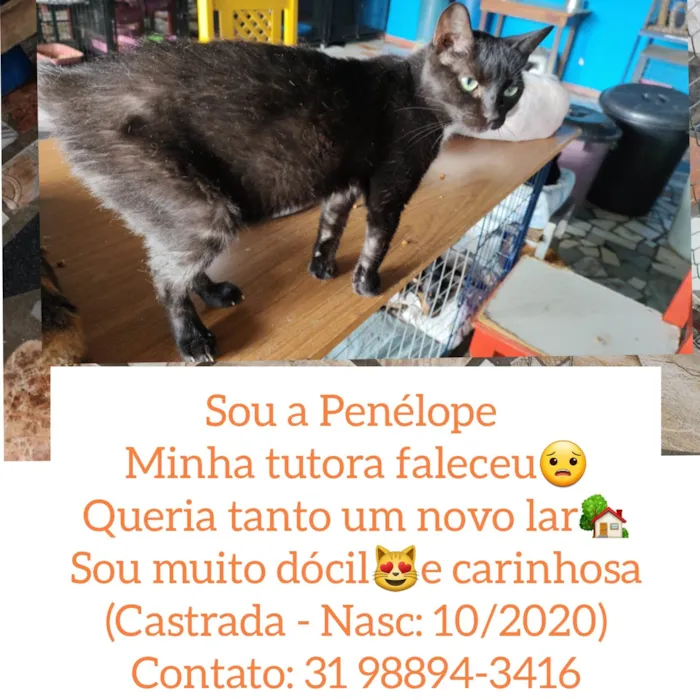 Gato raça SRD idade 2 a 6 meses nome Penélope 