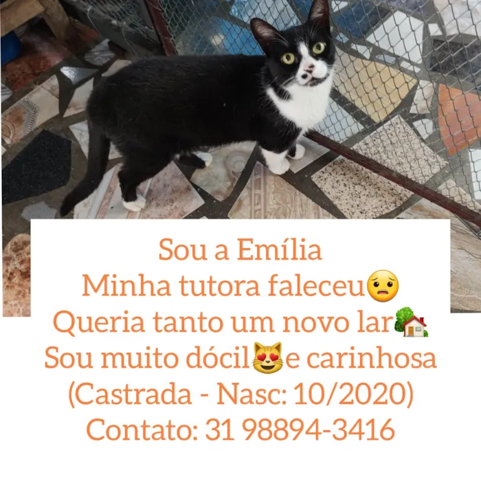 Gato ra a SRD idade 1 ano nome Emília 