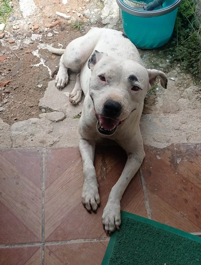 Cachorro ra a Pit Bull  idade 2 anos nome Pandora 