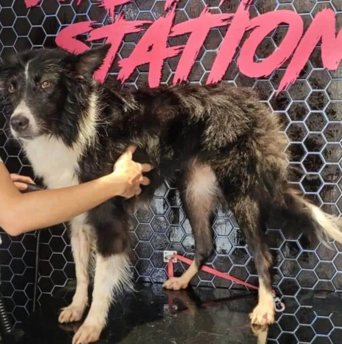 Cachorro ra a Border Collier idade 4 anos nome GRATIFICA - Flora