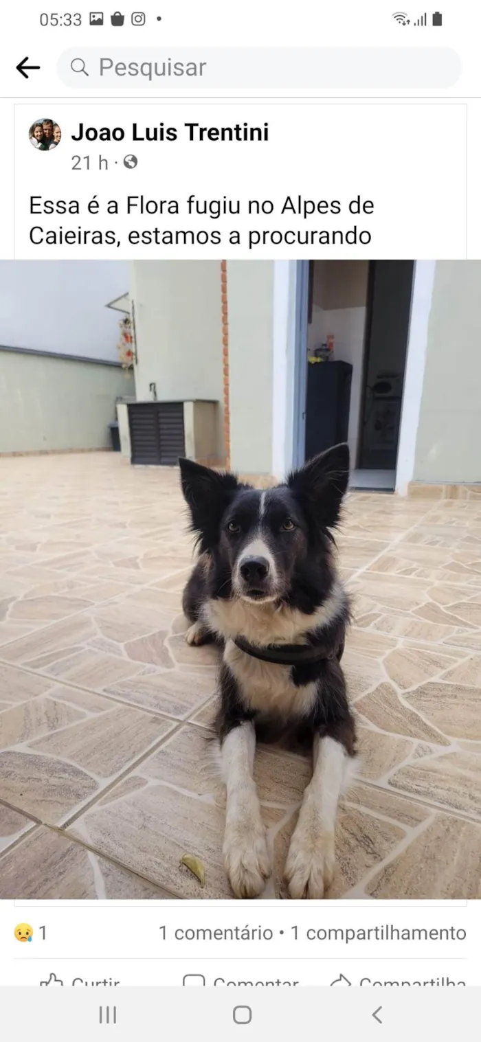 Cachorro ra a Border Collier idade 4 anos nome GRATIFICA - Flora