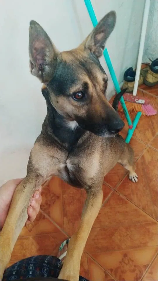 Cachorro ra a SRD-ViraLata idade 2 anos nome Pitter 