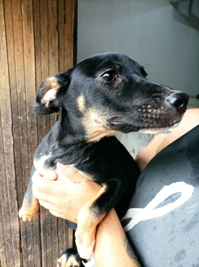 Cachorro raça SRD-ViraLata idade 2 a 6 meses nome Manu