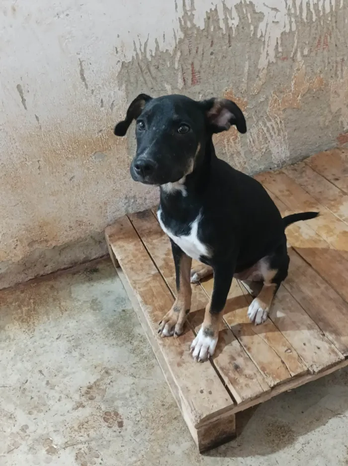 Cachorro raça SRD-ViraLata idade 2 a 6 meses nome Manu