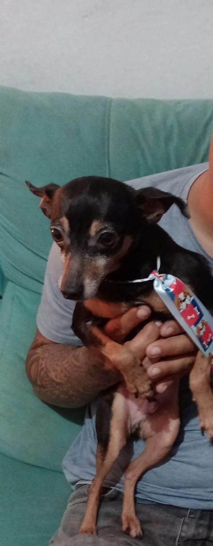 Cachorro ra a Pincher idade 3 anos nome Maguila