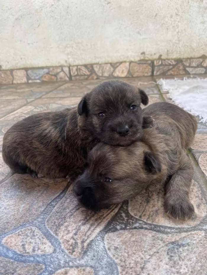 Cachorro ra a Poodle idade Abaixo de 2 meses nome  Sem nome 