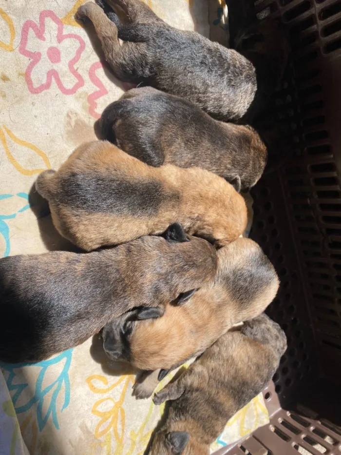 Cachorro ra a Poodle idade Abaixo de 2 meses nome  Sem nome 