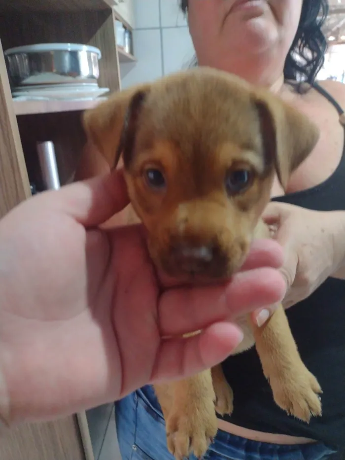 Cachorro raça SRD-ViraLata idade 2 a 6 meses nome Layla