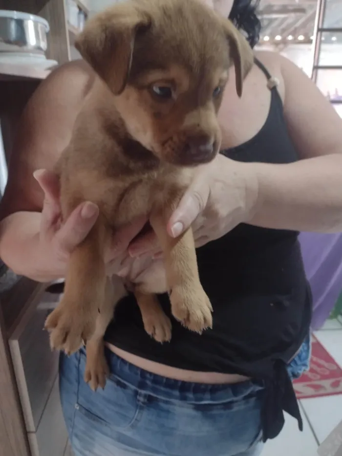 Cachorro raça SRD-ViraLata idade 2 a 6 meses nome Layla