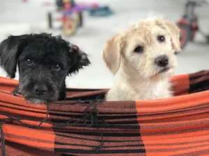 Cachorro raça Poodle idade 1 ano nome Lisa e Lana 