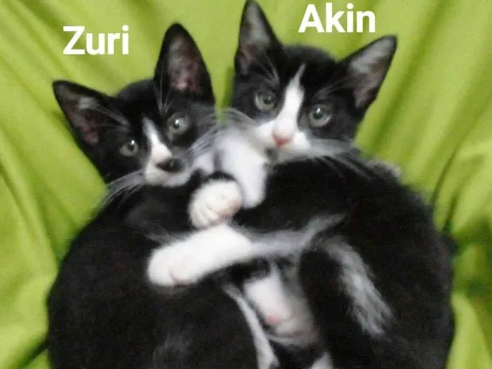 Gato raça SRD-ViraLata idade 2 a 6 meses nome Zuri 