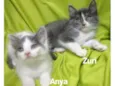 Anya e Zuri