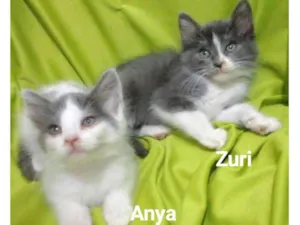 Gato raça SRD-ViraLata idade 2 a 6 meses nome Anya e Zuri