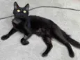 Bexiguinha