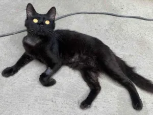 Gato raça sem raça definida idade 7 a 11 meses nome Bexiguinha
