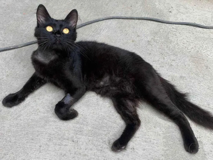 Gato ra a sem raça definida idade 7 a 11 meses nome Bexiguinha