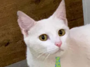Gato raça Mestico  idade 2 a 6 meses nome Nino 