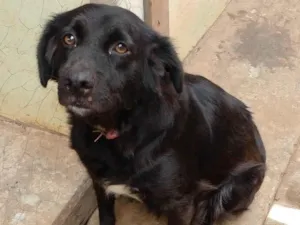 Cachorro raça SRD-ViraLata idade 4 anos nome Rubi