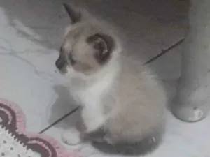 Gato raça Siamês idade Abaixo de 2 meses nome Gato
