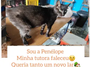 Gato raça SRD idade 2 a 6 meses nome Penélope 